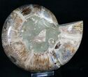 Desmoceras Ammonite Half - Crystal Pockets #8384-1